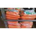 Suntoday vegetal agro highyield híbrido F1 orgánico indio rojo salvaje Nuevo cultivo kuroda de semillas de zanahoria agrícola (51001)